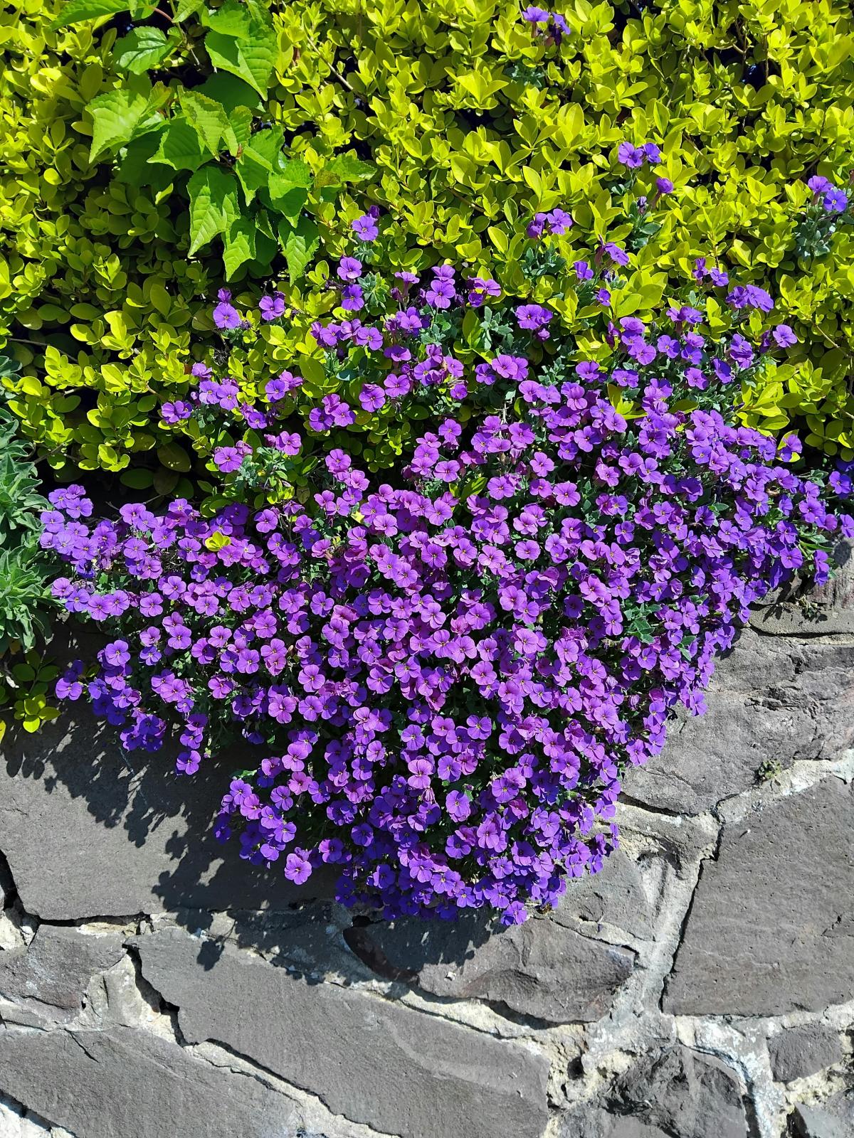 Jakie kwiaty posadzić na cmentarzu / fot. pexels.com