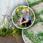 Chwasty znikną w ciągu 24 godzin: jakimi produktami je spryskać?