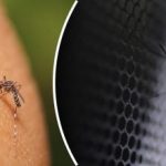 Co naprawdę odstrasza komary w kilka sekund – sprawdzone środki