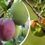 Dlaczego jabłka, śliwki i gruszki gniją bezpośrednio na drzewie: metody