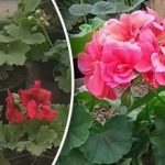 Dlaczego pelargonie nie kwitną: błędy uniemożliwiające otwieranie się pąków