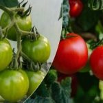 Dlaczego pomidory nie rumienią się na krzaku: groszowe lekarstwo uratuje
