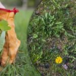 Jak pozbyć się chwastów za pomocą kartonu: prosta sztuczka DIY