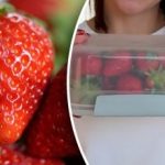 Jak przechowywać truskawki, aby dłużej zachowały świeżość: porady rolnicze