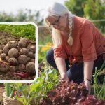 Kalendarz księżycowy na sierpień 2025: co sadzić i co robić