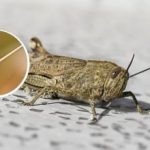 Które rośliny szarańcza zje w pierwszej kolejności: sposób zwalczania i