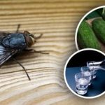 Muchy znikną natychmiast: najlepsze naturalne środki przeciwko owadom