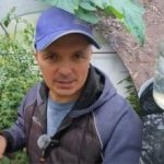 Nawożenie pomidorów: potas i wapń – duet zapewniający obfite zbiory