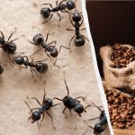 Owady zapomną drogi do domu: sprawdzony środek na mrówki