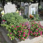 Samokwitnące i łatwe w utrzymaniu: 4 idealne kwiaty do zagospodarowania