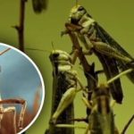Tajemnica zbiorów: jak jedna roślina sprawia, że szarańcza omija pola
