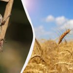 Ten środek dziadka natychmiast wyeliminuje szarańczę: szkodnik już nie wróci