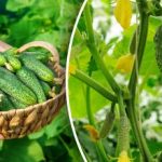 Zbiory do późnej jesieni: kiedy i jak prawidłowo zbierać ogórki?