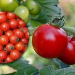 Zbiory pomidorów będą ogromne: czym je karmić?