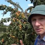 Złamana gałąź: jak reanimować drzewo i uratować zbiory
